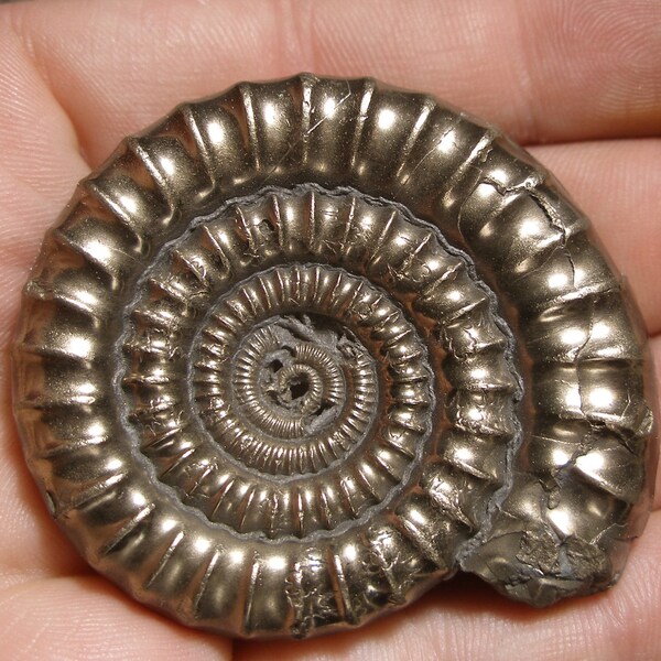 Lovely Huge  Pyrite ammonite 49mm