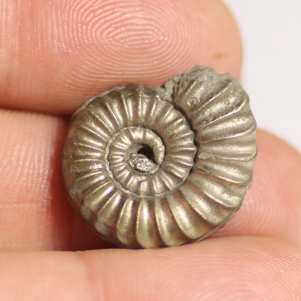 18 mm Caenisites, iron pyrite ammonite fossil found on the Jurassic Coast UK. 0373