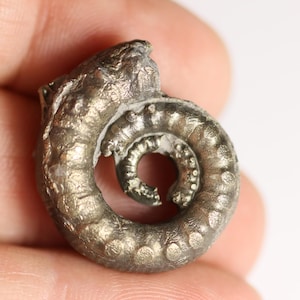May include: A fossilized ammonite shell, showcasing a spiral form with detailed surface textures. The specimen exhibits a metallic, silver-gray coloration, with visible chambers and ridges. This ancient marine invertebrate fossil is a unique collectible.