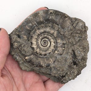May include: A fossilized ammonite shell with a spiral pattern and a metallic sheen. The fossil is a dark gray color with a textured surface. The ammonite is held in a hand, showcasing its size and detail.
