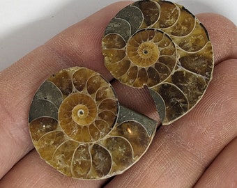 27 mm Cut and Polished ammonite pair - Cleoniceras from Madagascar. N13