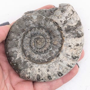 May include: A fossilized ammonite shell, showcasing a spiral pattern in shades of gray and brown. The ancient marine invertebrate is held in a hand, revealing its textured surface and natural coloration. A unique piece for collectors.
