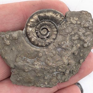 May include: A fossilized ammonite, showcasing a spiral shell and textured matrix. The fossil has a metallic sheen and is a brownish-gray color. The ammonite is a type of extinct marine mollusk.