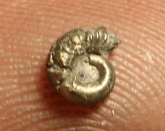 4 mm tiny iron pyrite ammonite fossil found on the Jurassic coast uk 0222