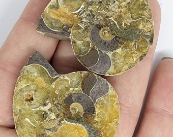 40 mm Cut and Polished ammonite pair - Cleoniceras from Madagascar. N23