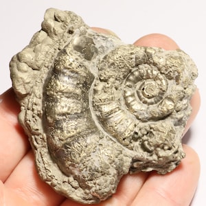 May include: A fossilized ammonite, a type of extinct marine mollusk, with a spiral shell. The fossil is preserved in pyrite, a mineral that gives it a metallic gold color.