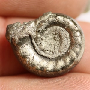 May include: A fossilized ammonite, a type of extinct marine mollusk, with a spiral shell made of pyrite, a metallic mineral that gives it a gold-like appearance.