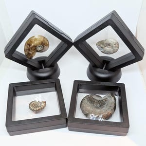 Floating fossil display frame 7 x 7 cm (fossil not included).