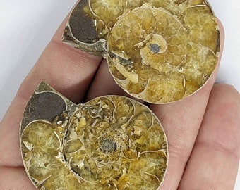 43 mm Cut and Polished ammonite pair - Cleoniceras from Madagascar. N55