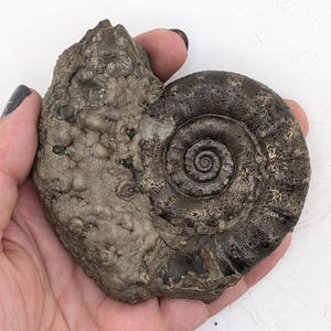 May include: A fossilized ammonite shell, showcasing a spiral pattern and textured surface. The shell exhibits shades of gray and brown, with a detailed, segmented design. The fossil is held in a hand, providing scale and context.