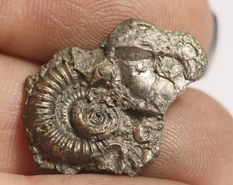 May include: A fossilized ammonite with intricate details, preserved in pyrite, a metallic mineral with a golden hue.