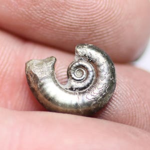 May include: A small, metallic-colored fossil of a nautilus shell. The spiral shape is clearly visible, with detailed surface textures. The fossil is held between fingers, showcasing its size and intricate design. The color is a mix of silver and gold.