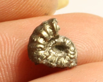 7 mm Androgynoceras pyrite ammonite fossil from Charmouth found on the Jurassic coast uk 0010