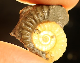 19 mm matrix free Promicroceras, calcite ammonite from Lyme Regis on the Jurassic coast. P19