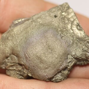 40 Mm Crucilobiceras Pyrite Ammonite Fossil Bed - Found on the Jurassic ...