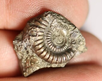 ロシア産、黄鉄鉱マトリックス上の黄鉄鉱化アンモナイト化石、1億5000