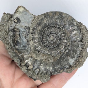 May include: A fossilized ammonite with a spiral shell, showing intricate details and a gray-brown color.