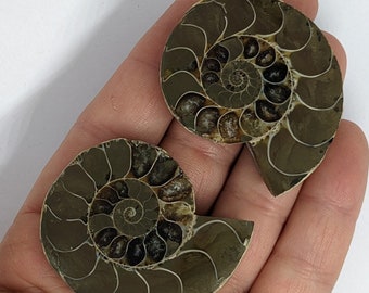 45 mm Cut and Polished ammonite pair - Cleoniceras from Madagascar. N34