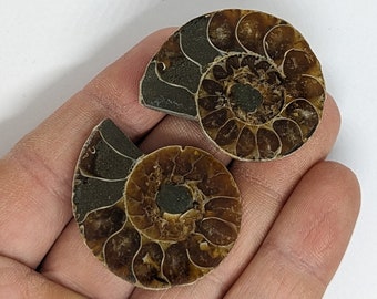 35 mm Cut and Polished ammonite pair - Cleoniceras from Madagascar. N28