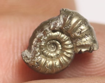 May include: A fossilized ammonite, a type of extinct marine mollusk, with a spiral shell. The shell is made of pyrite, a mineral that gives it a golden color.