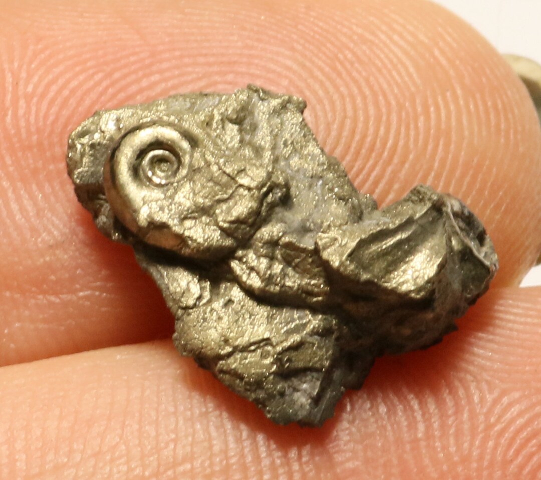 16 Mm Multi Eoderoceras Ammonite Bed, Iron Pyrite Fossil Found on the ...
