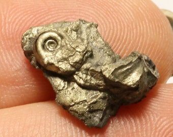16 mm multi Eoderoceras ammonite bed, iron pyrite fossil found on the Jurassic Coast UK. 0141