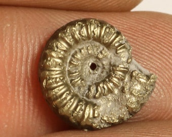May include: A fossilized ammonite with a golden pyrite finish. The ammonite is a spiral-shaped shell with a detailed, intricate pattern.