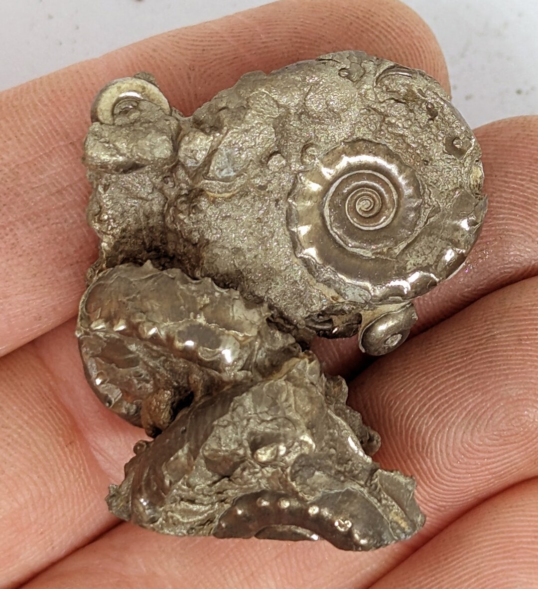 35 Mm Eoderoceras Multi Bed, Iron Pyrite Ammonite Fossil Found on the ...