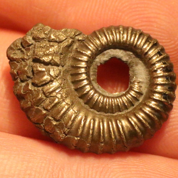 21mm great Crucilobiceras pyrite ammonite fossil with hole found on the Jurassic Coast UK.