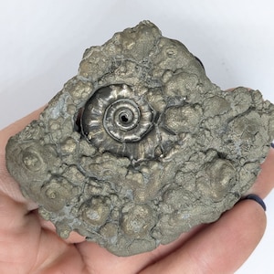May include: A fossilized ammonite, showcasing a spiral shell within a textured, gray matrix. The ammonite's intricate details are visible, set against a rough, bumpy background. This natural specimen is a testament to prehistoric marine life.