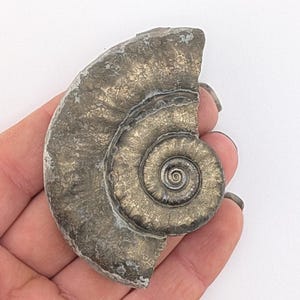 May include: A fossilized ammonite with a spiral shell, completely covered in a metallic gold pyrite coating.