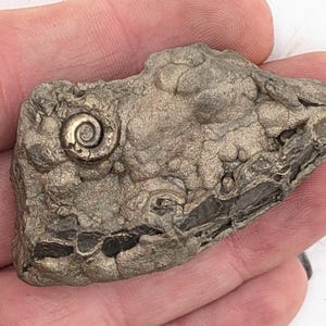 May include: A fossilized rock fragment with a prominent spiral-shaped shell imprint. The rock has a rough, textured surface with shades of gray and tan. The fossil is a natural, geological specimen.
