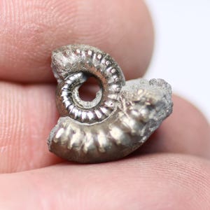 May include: A small, silver-colored ammonite fossil with a spiral shell. The fossil has detailed ridges and a textured surface. The ammonite is held in a hand, showcasing its size and intricate design. A natural history item.