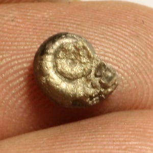 May include: A small, fossilized ammonite with a metallic, gold-like appearance. The ammonite is about the size of a dime and has a spiral shape.