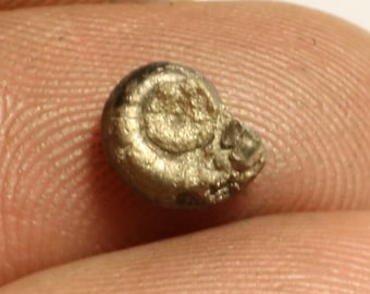 6 mm Eoderoceras, iron pyrite ammonite fossil found on the Jurassic Coast UK. 0200