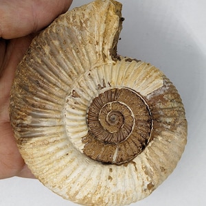 44 mmカット・研磨アンモナイトペア - マダガスカル産ブラッククレオ