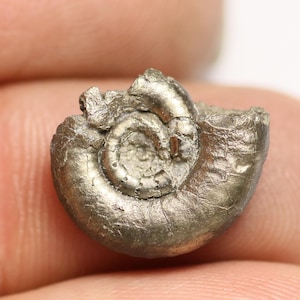 May include: A fossilized ammonite, a type of extinct marine mollusk, with a spiral shell. The fossil is made of pyrite, a mineral that gives it a metallic, gold-like appearance.
