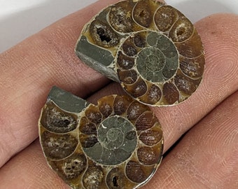 24 mm Cut and Polished ammonite pair - Cleoniceras from Madagascar. N30