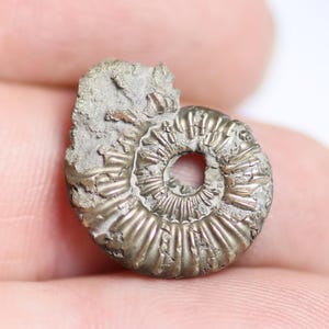 May include: A small, metallic, gold-toned ammonite fossil with a spiral shell structure. The surface displays a distinct ribbed texture and a reflective, pyrite-like finish. The fossil features a central circular opening and irregular edges.
