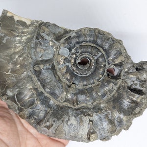 May include: A fossilized ammonite shell, showcasing a spiral pattern. The shell exhibits a dark gray and metallic sheen, with visible textures and natural imperfections. The fossil is a unique piece of natural history.