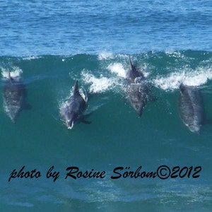 Delfin surfend, Karte Nr.5328