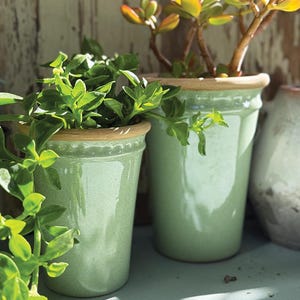 Puede incluir: Dos macetas de cerámica verde claro con borde marrón claro, llenas de plantas verdes. Las macetas son cilíndricas y tienen un acabado brillante. Las plantas tienen hojas verdes vibrantes.