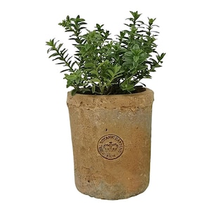 Könnte beinhalten: Eine kleine Topfpflanze mit leuchtend grünen Blättern in einem verwitterten Terrakotta-Topf. Der Topf hat ein verblasstes "BOTANIC GARDENS ROYAL KEW" Emblem. Eine dekorative Pflanze für Haus oder Garten.