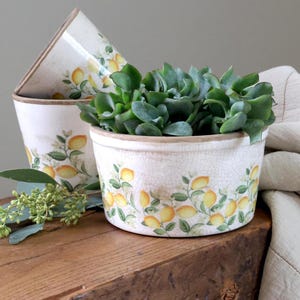 May include: Three white ceramic planters with a lemon design. The planters are filled with green plants. The planters are on a wooden surface. The lemon design includes yellow lemons and green leaves.
