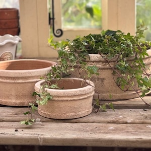 planting a camellia in a pot Tea Camellia – Liberty Landscape Supply main image 1