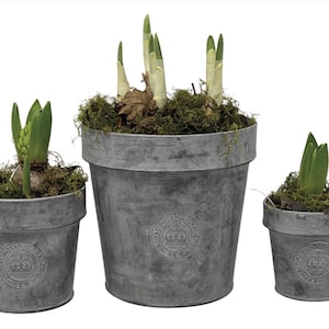 Op de afbeelding: Drie gegalvaniseerde metalen potten van verschillende formaten, elk met een ontkiemende plant en mos. De potten hebben een verweerde uitstraling en een cirkelvormig embleem. De planten hebben groene bladeren en witte stelen.