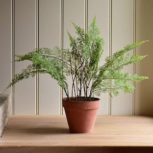 May include: A potted fern with bright green fronds and thin brown stems. The fern is in a terracotta pot, giving a natural look. The plant sits on a wooden surface. The pot is approximately 15 cm in diameter.