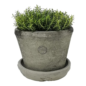 May include: A weathered gray ceramic planter with a matching saucer, filled with vibrant green thyme. The planter has a slightly tapered shape and a stamped emblem that reads "Royal Botanic Gardens Kew". A charming addition to any home.