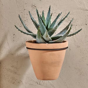 Może przedstawiać: Doniczkowa roślina aloesu z kolczastymi, niebiesko-zielonymi liśćmi. Roślina znajduje się w doniczce w kolorze terakoty z czarnym metalowym pierścieniem. Doniczka jest zamontowana na teksturowanej, jasnej ścianie.