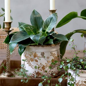 Puede incluir: Una planta en maceta con hojas verdes grandes y hojas rayadas blancas y verdes. La planta está en una maceta de cerámica color crema con diseños florales dorados. La maceta está sobre una bandeja de madera y hay candelabros de latón en el fondo.